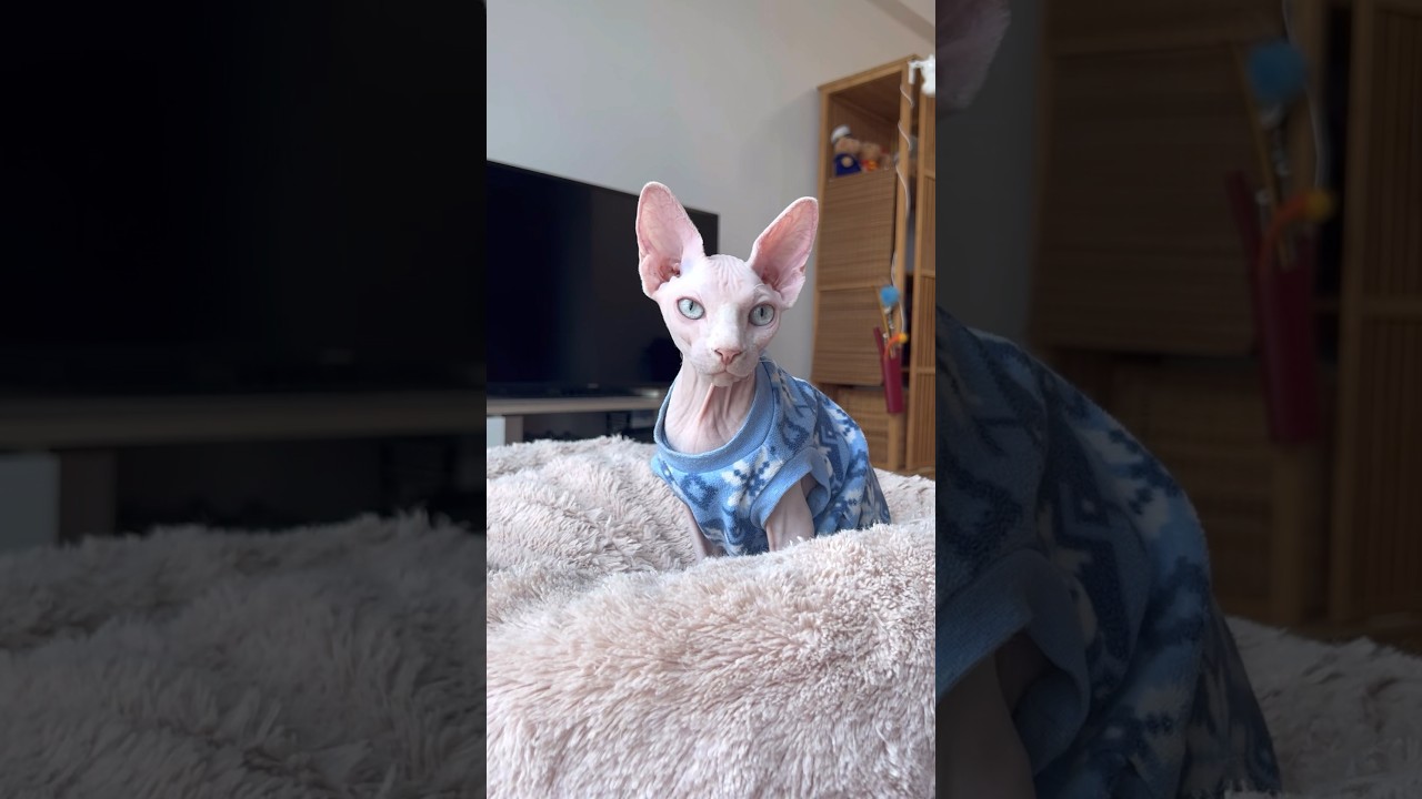 毛のない猫は神秘的【スフィンクス猫】