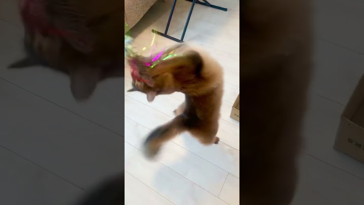 #ソマリ #甘えん坊の猫 #いやしねこ