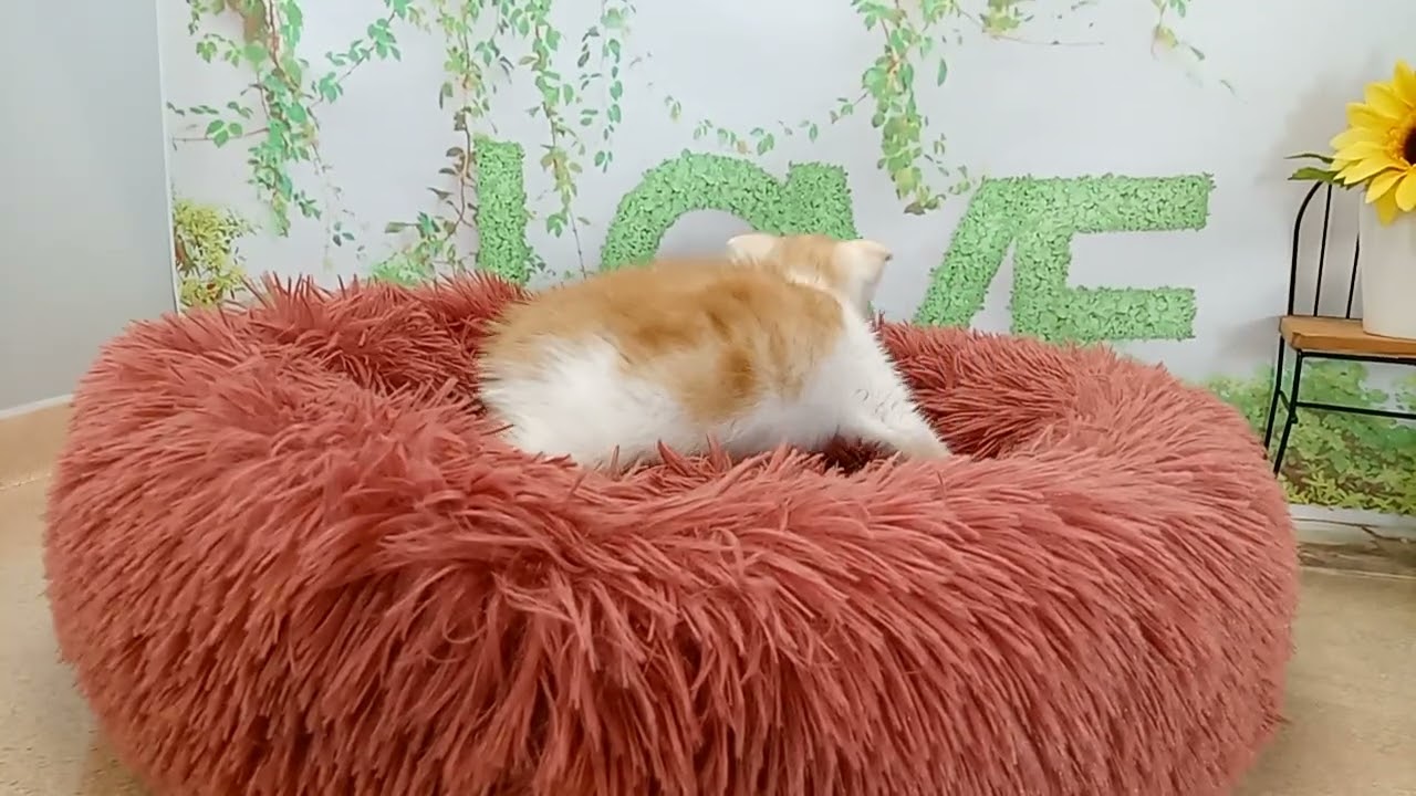 651193 スコティッシュフォールド