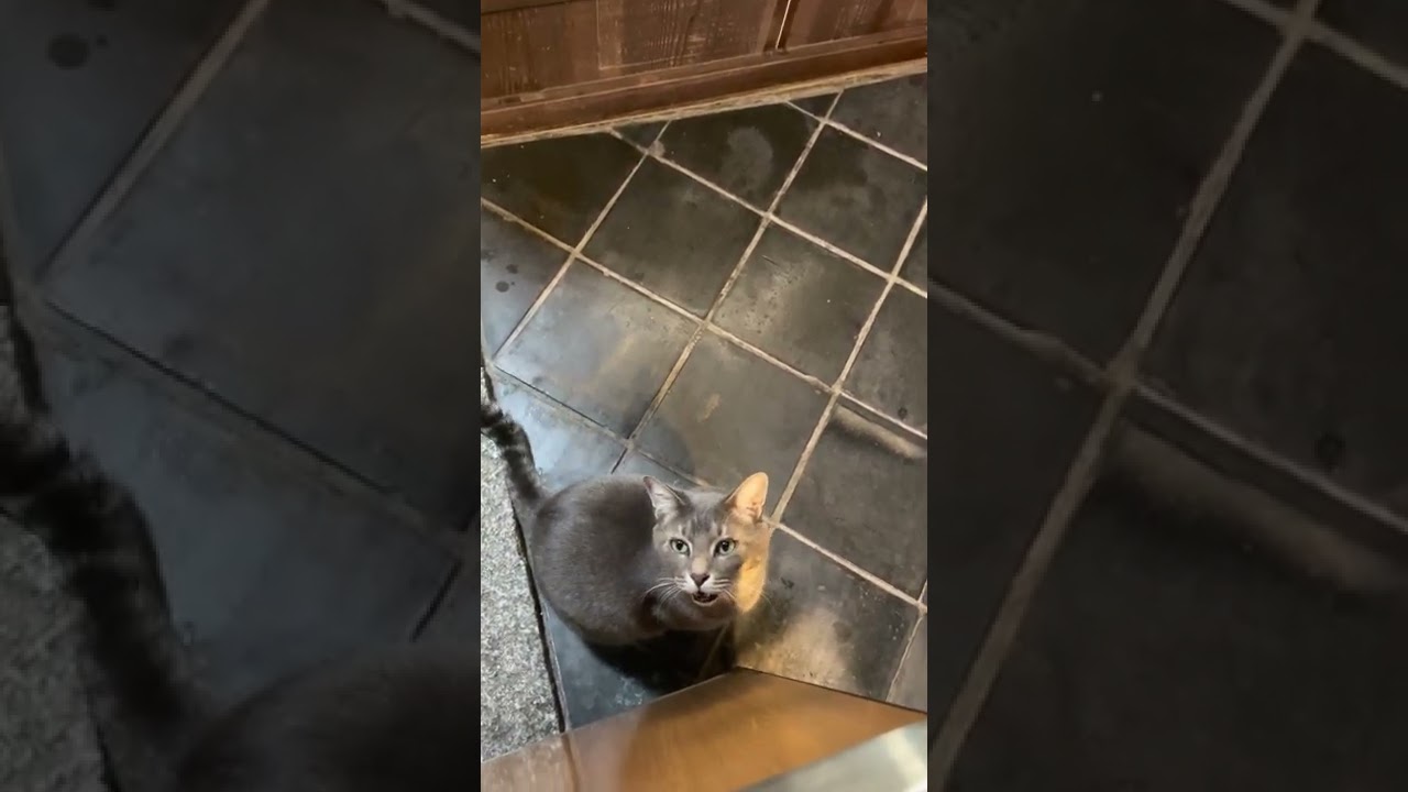 #風の猫　オヤツを食べて満足して..　また散歩に出たい猫…　#shorts