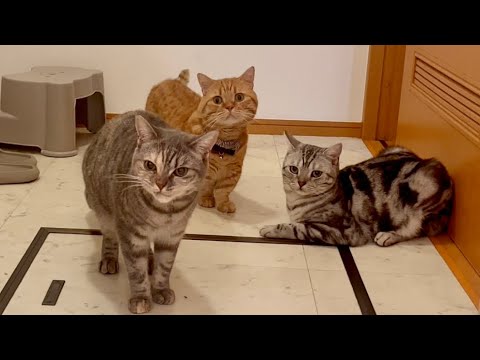 みんなが私のお風呂タイムを見守りにきた！ #猫 #マンチカン