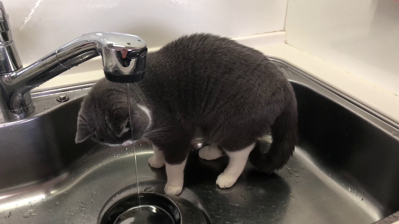 2018/07/05　セルカークレックスの梅子vol.315