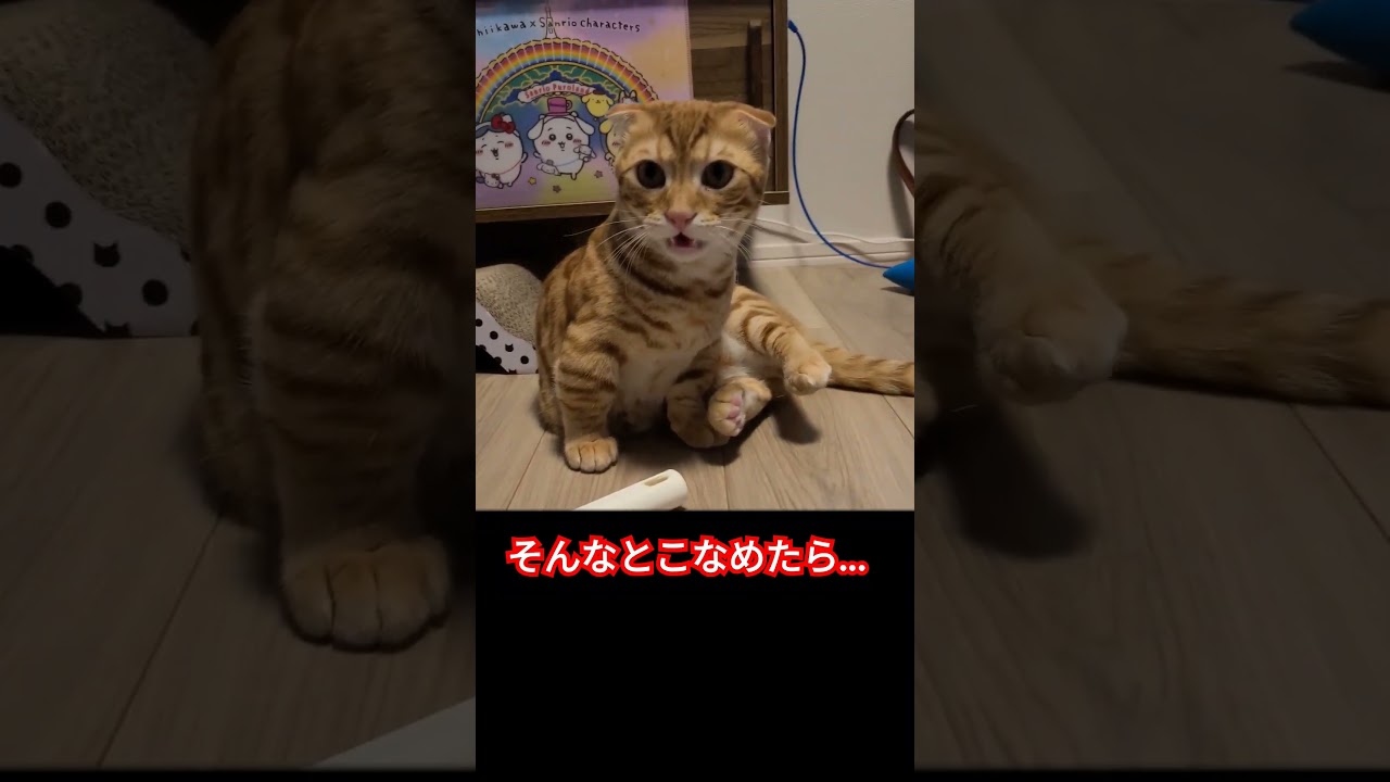 そんなとこなめたらそうなっちゃうよ…【コモドンの観察日記】 #cat #キンカロー #猫