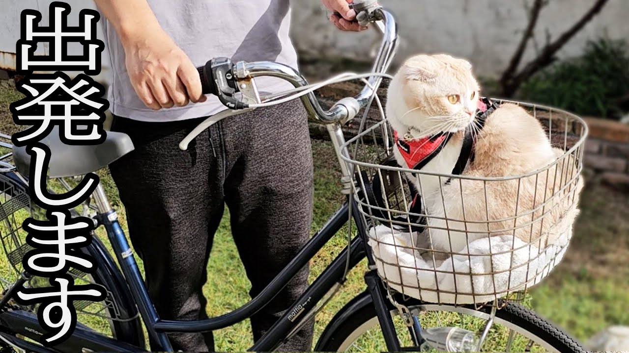 生まれて初めて猫と犬で一緒にサイクリングした結果こうなった...
