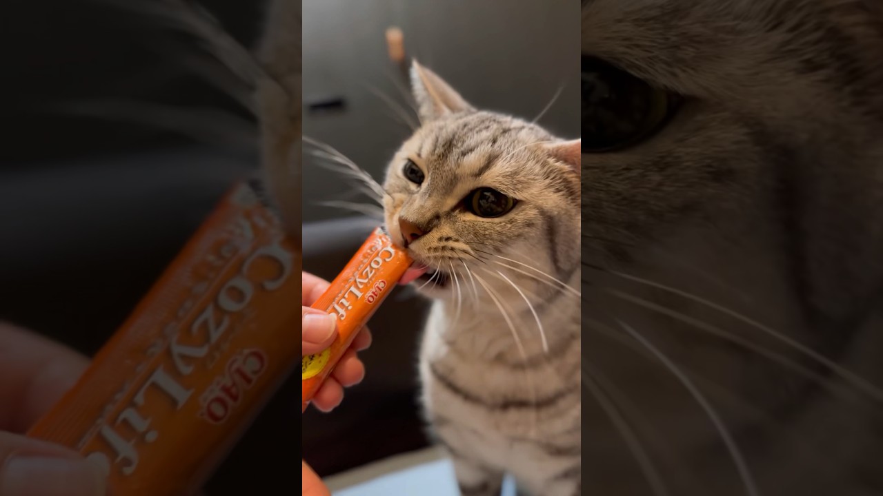 【猫動画】今日のおやつがちゅーるだと気づいた猫の反応が可愛過ぎる‼︎#shorts