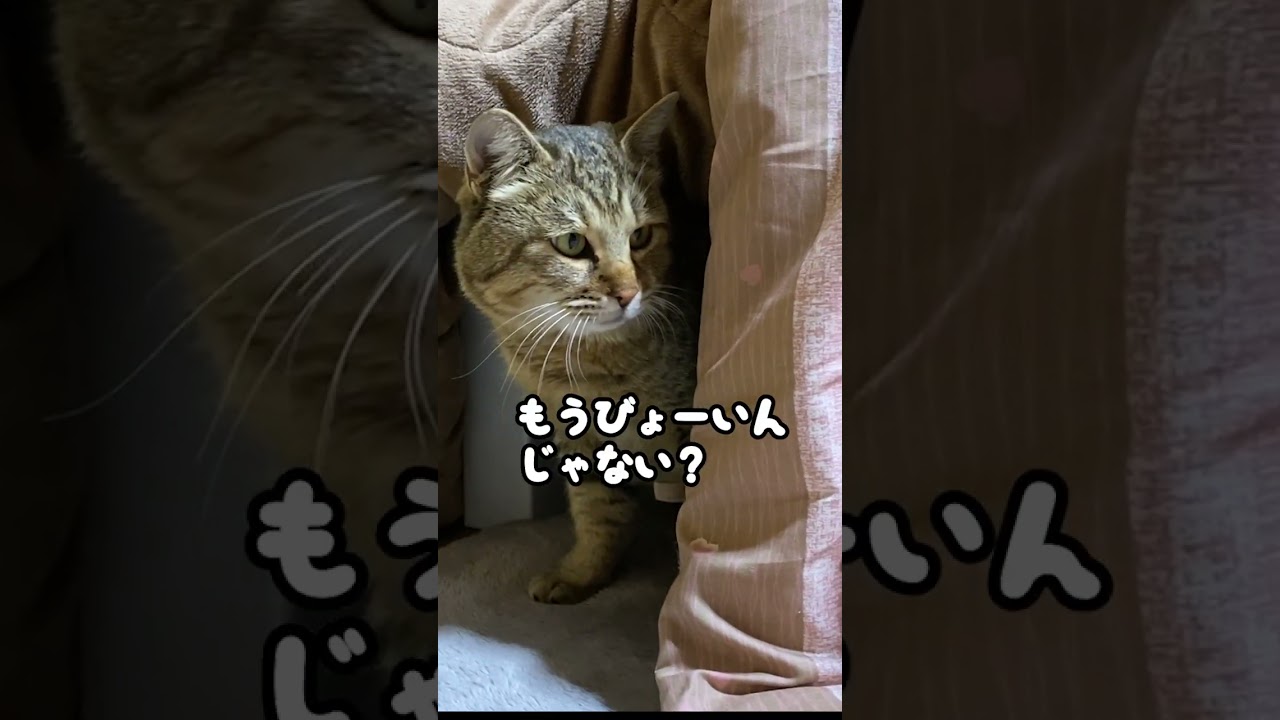 病院から帰った途端拗ねた元野良猫の行動が‥笑 #shorts