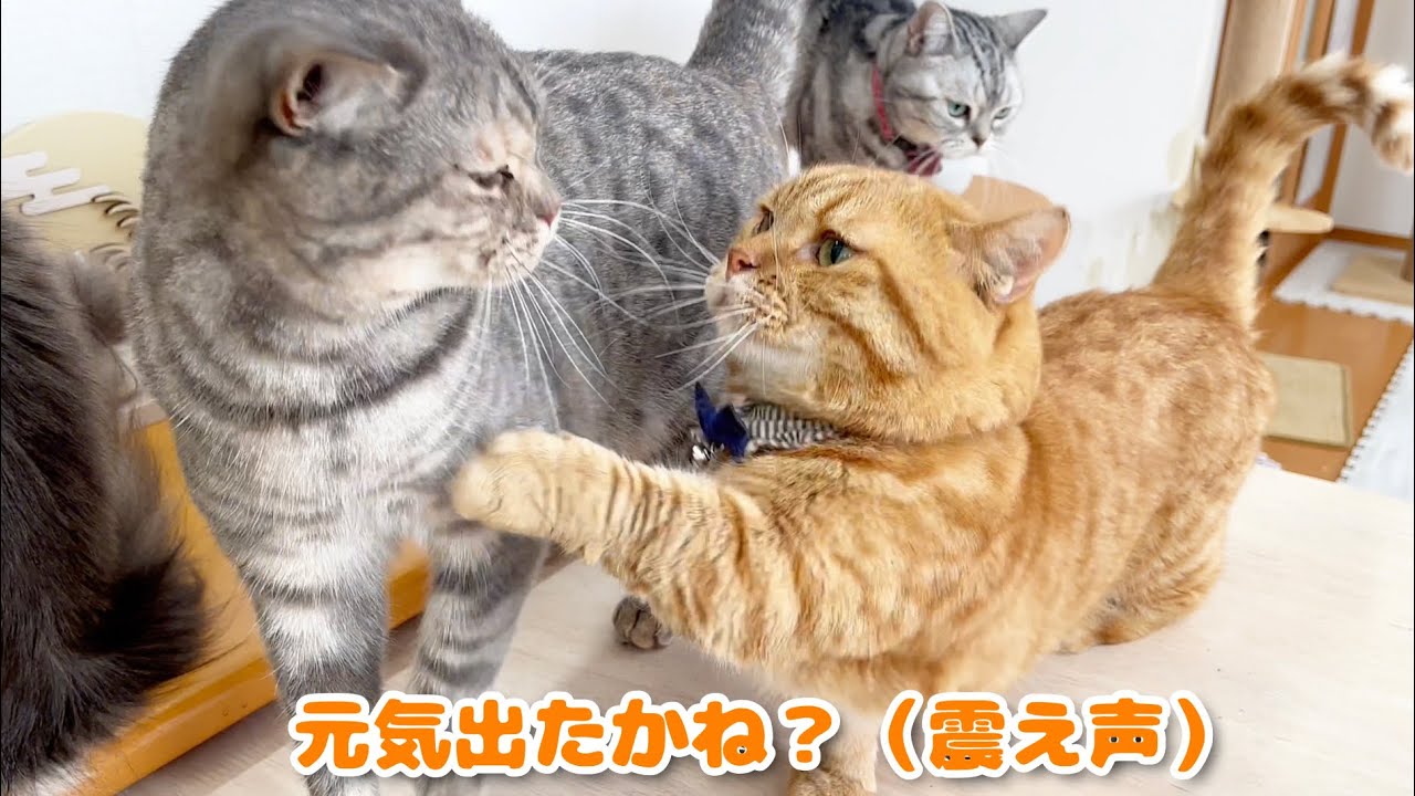 ぎんちゃんに向かって控えめにちょっかい出したらちゃびくんからしつこいくらい頭突きをされた茶々パパ #猫 #マンチカン