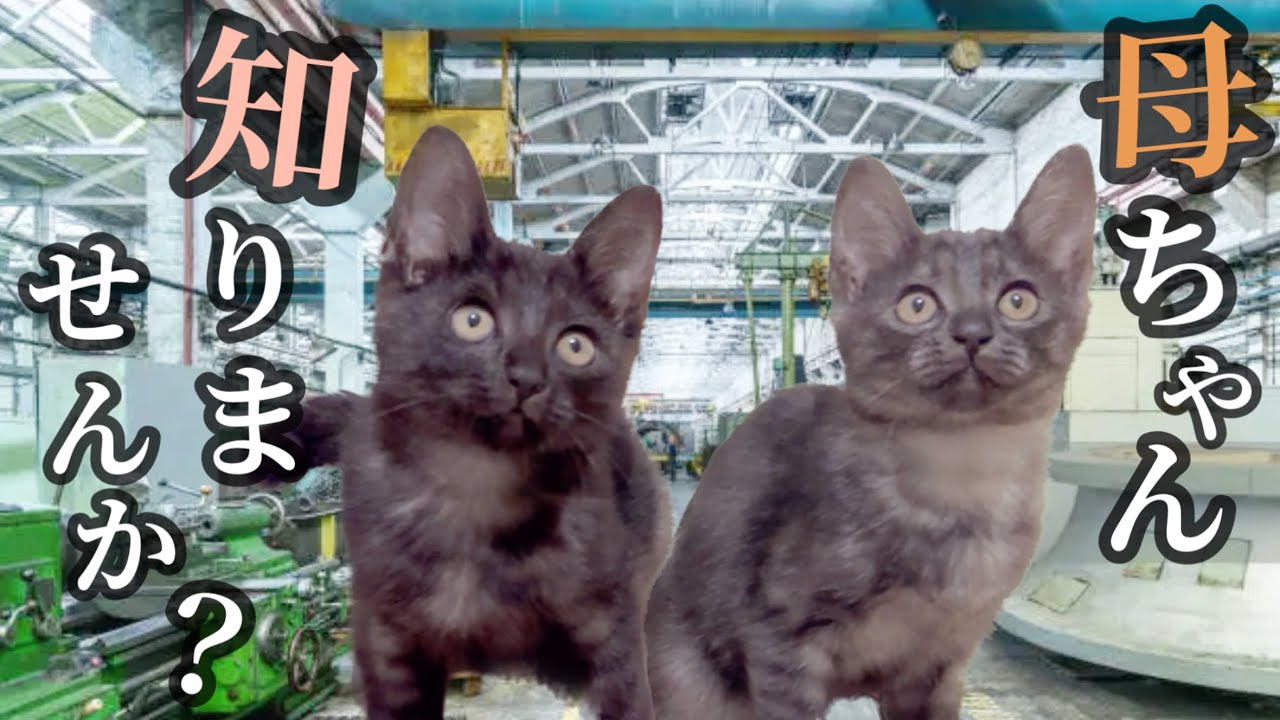 工場に迷い込んだ子猫を保護しました。