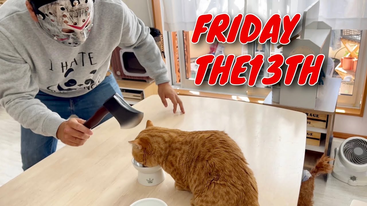 ジェイソンに扮して猫をびっくり驚かしちゃいます！ #猫 #マンチカン