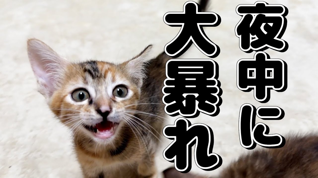 子猫と一緒に寝ていたはずが夜中目が覚めると○○をしていて寝れなくなってしまった…笑