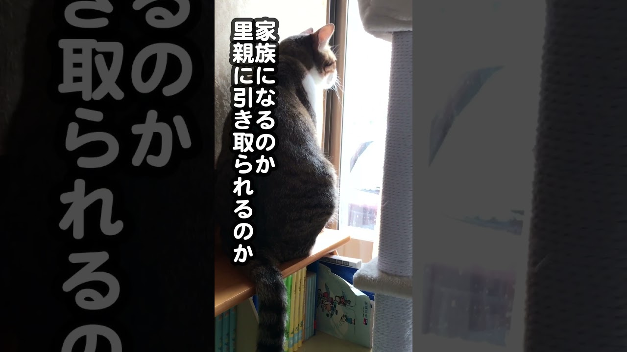 シロ君がシャムちゃんに思うこと#shorts #野良猫 #保護猫