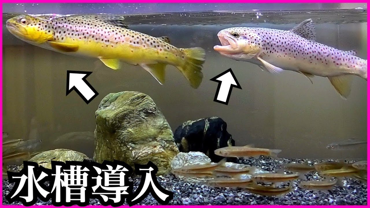 日本の川に放たれた大型外来魚を捕獲してきました。