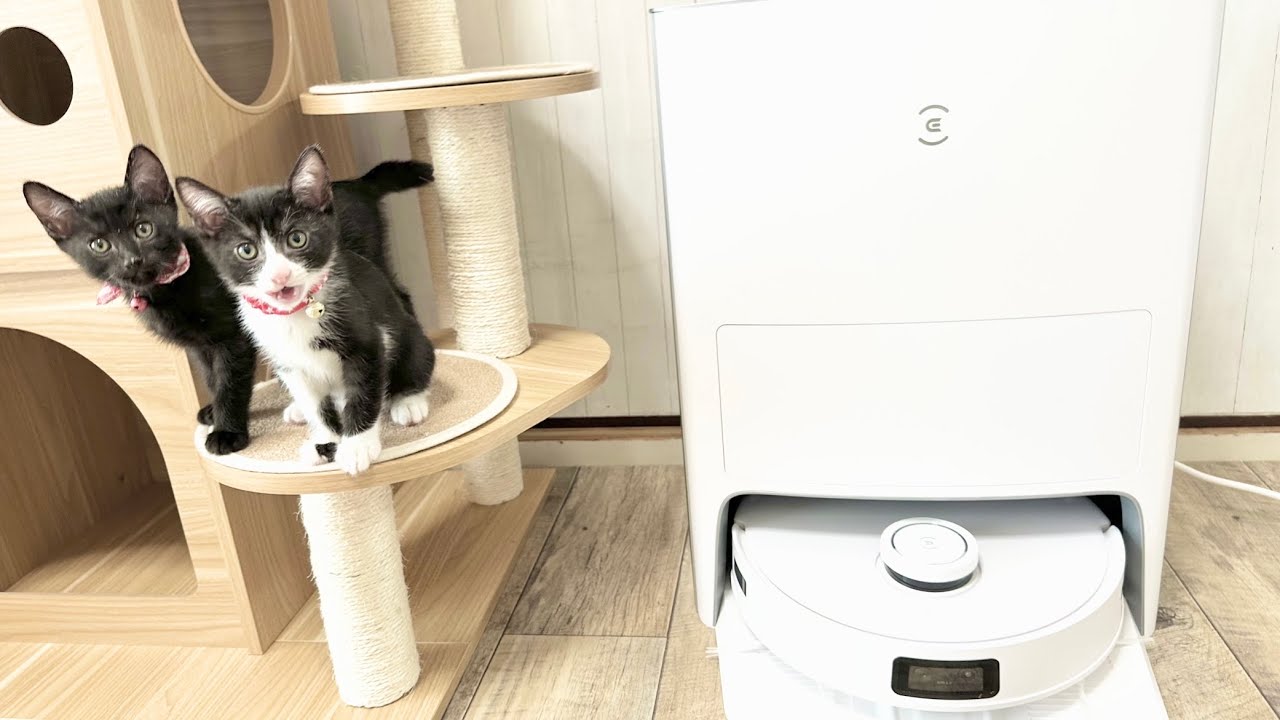 パンチ炸裂？！！子猫たちとロボット掃除機ECOVACS(エコバックス)DEEBOT T10 OMNI のご紹介♪
