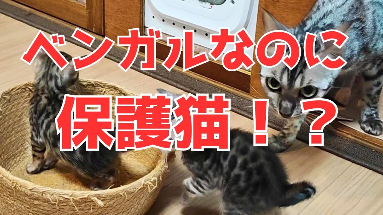 【ベンガルの子猫】ベンガル軍団がやってきた！どうなる我が家の猫部屋問題！