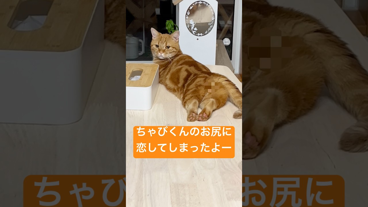 普通のお尻と思っていたけど... #猫 #マンチカン #shorts