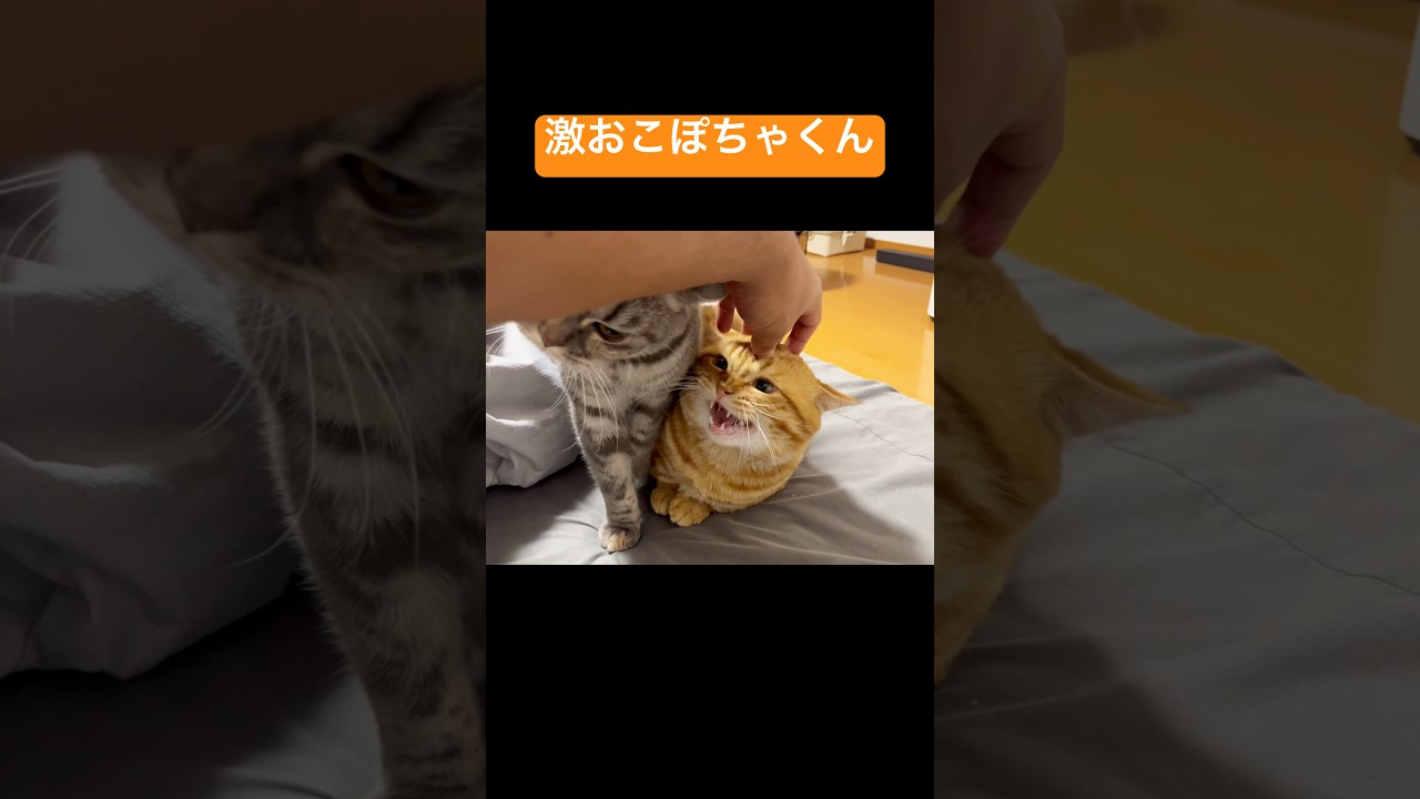【猫の鳴き声】遊んでるのを邪魔されて激おこなぽちゃくん #猫 #マンチカン #shorts