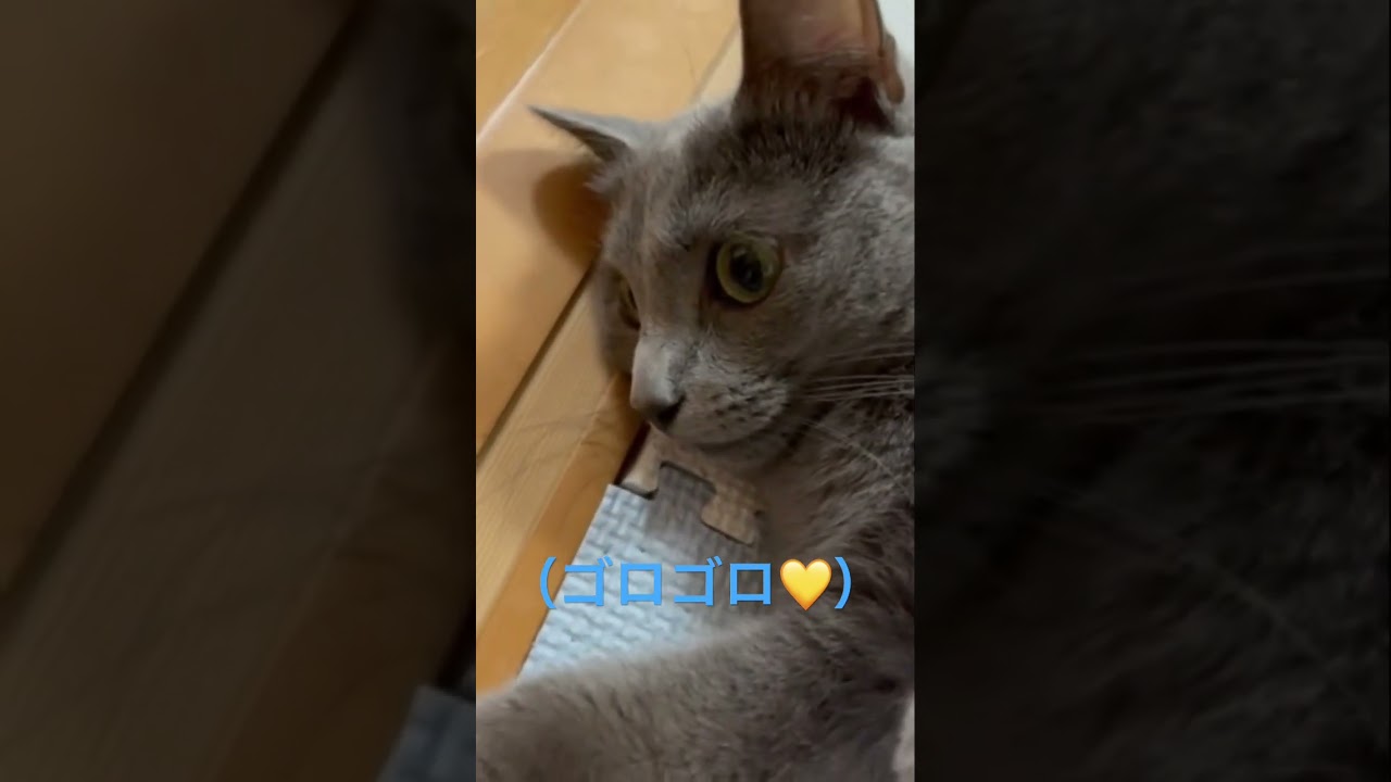 幸せ〜ゴロもふ❤️な猫（ロシアンブルー）#shorts