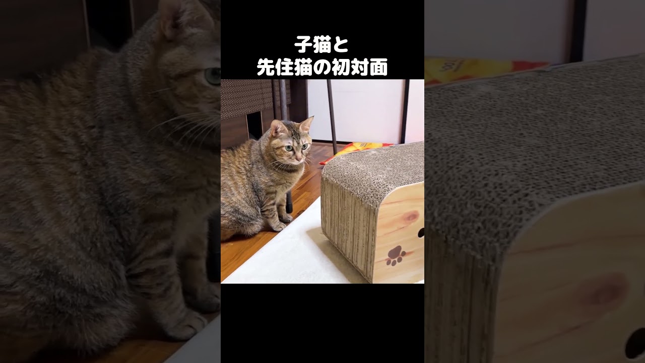 先住猫と子猫が初対面をするとこうなりました…　#shorts