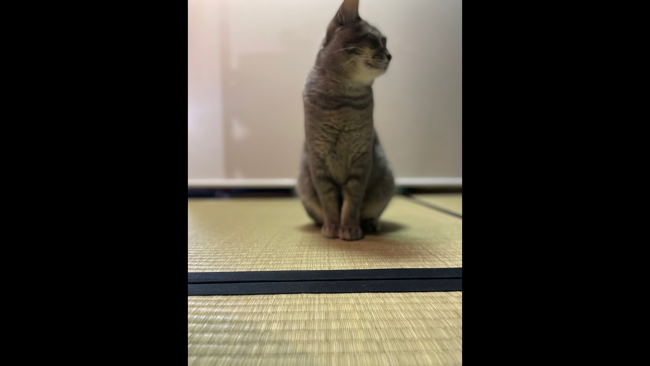 #風の猫　呼び止められて出かけるのをとどまった猫 …　#Shorts