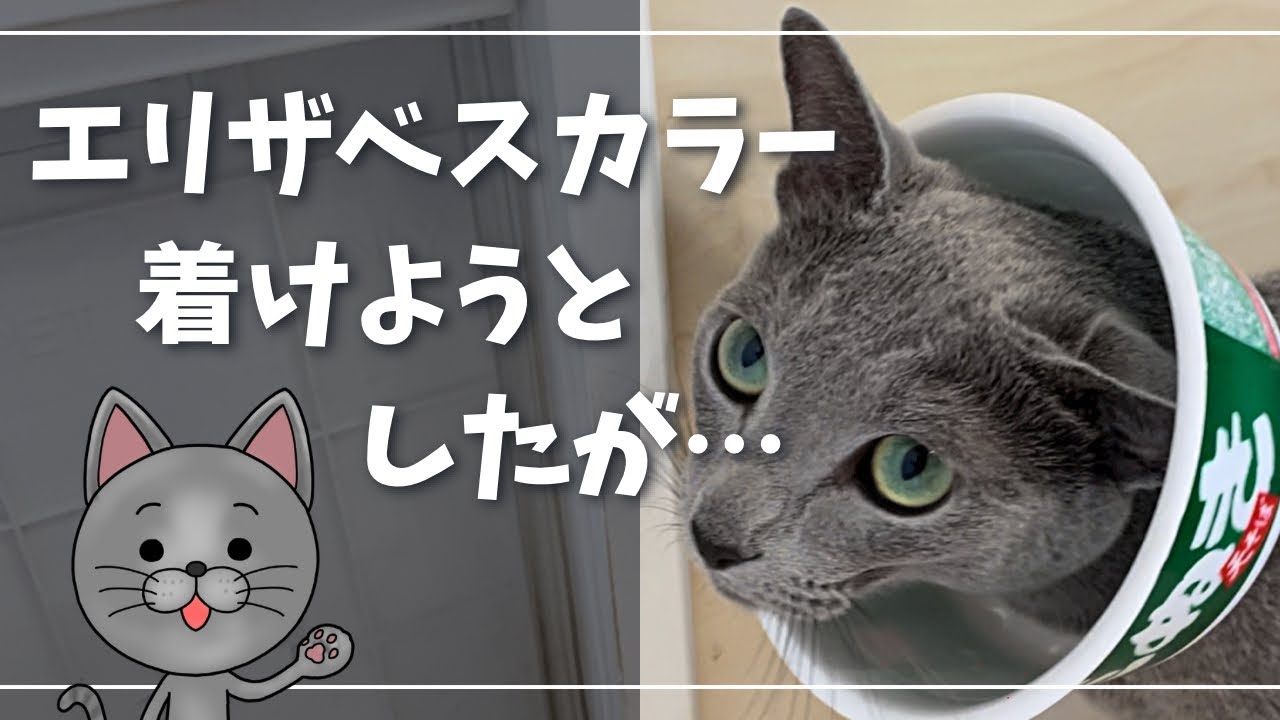 まさかの顔デカすぎて…笑ったｗ【ロシアンブルー】猫