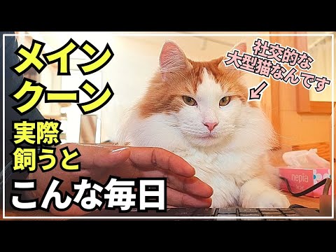 大型猫メインクーンは本当に社交的で温厚な猫です。