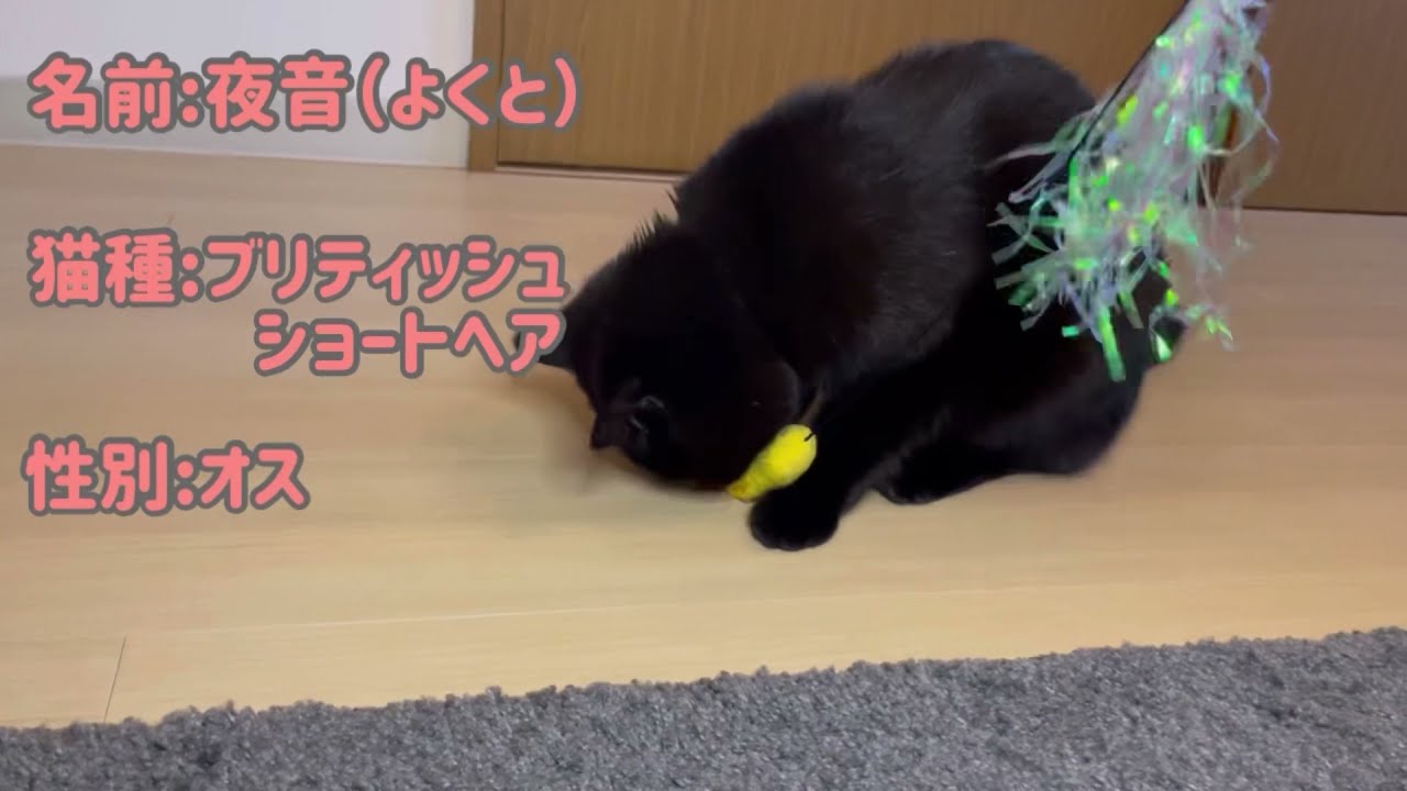 黒猫ブリティッシュショートヘアのよくと君　よくとんちゃんねる