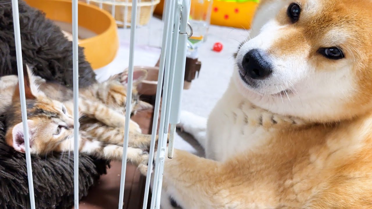 新しいお部屋で警戒心の強い子猫が柴犬のお手手にそっと触れ安心する姿に感動しました