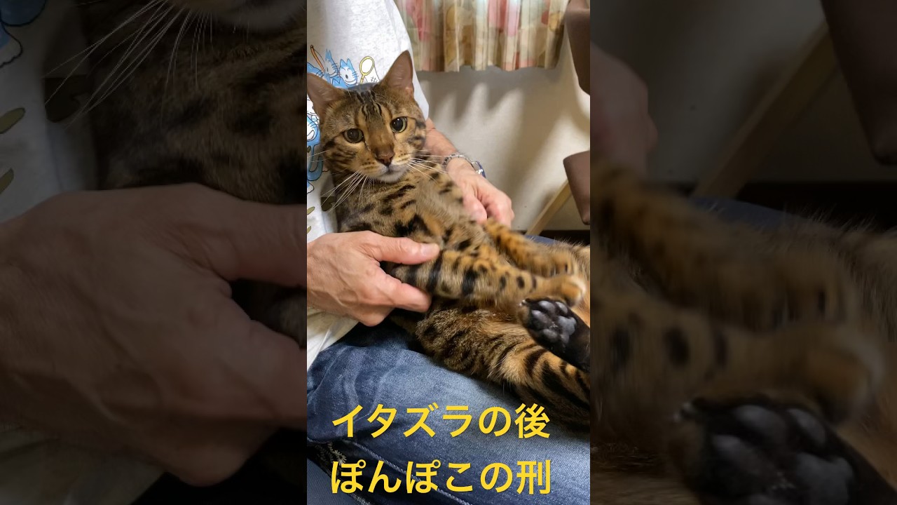 ぽんぽこの刑　#bengal #bengalcat #cat #ベンガル #猫