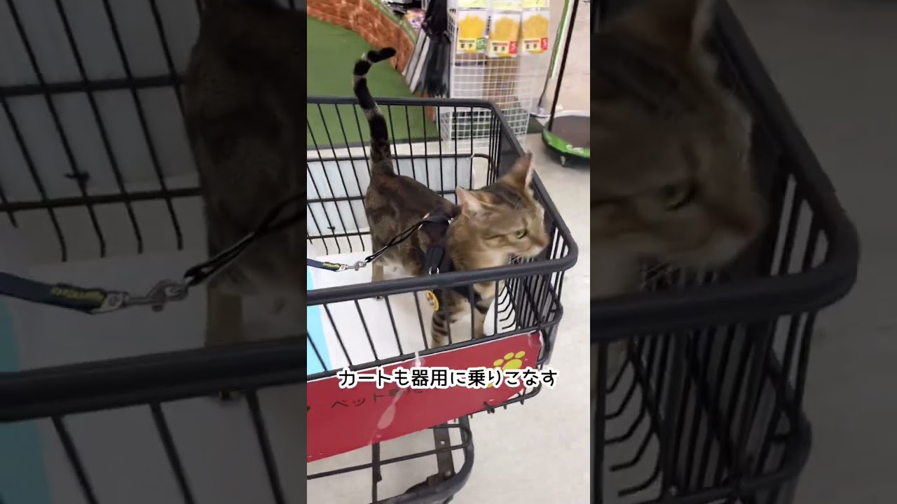 【ベンガル×シンガプーラ】ホームセンターでカートを乗りこなす猫【＃shorts】
