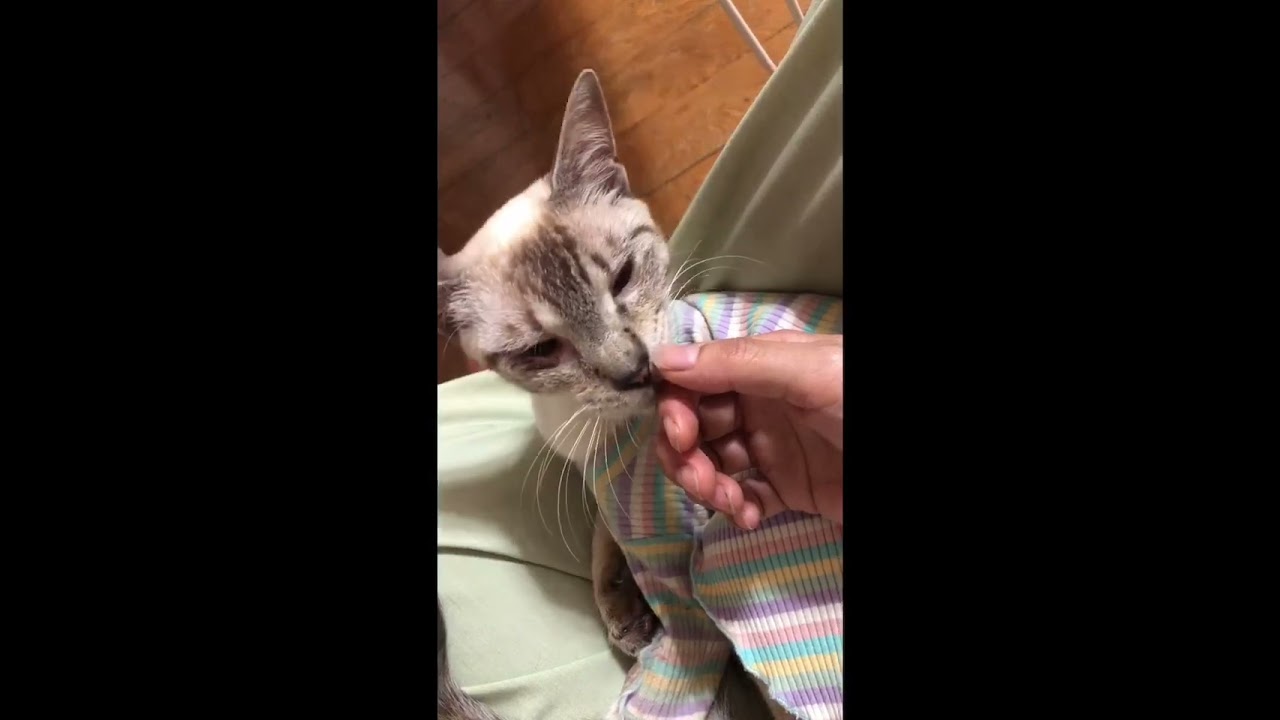シャム系ロー君仲間入り‼️里親募集中‼️ #cat #catlover #cute