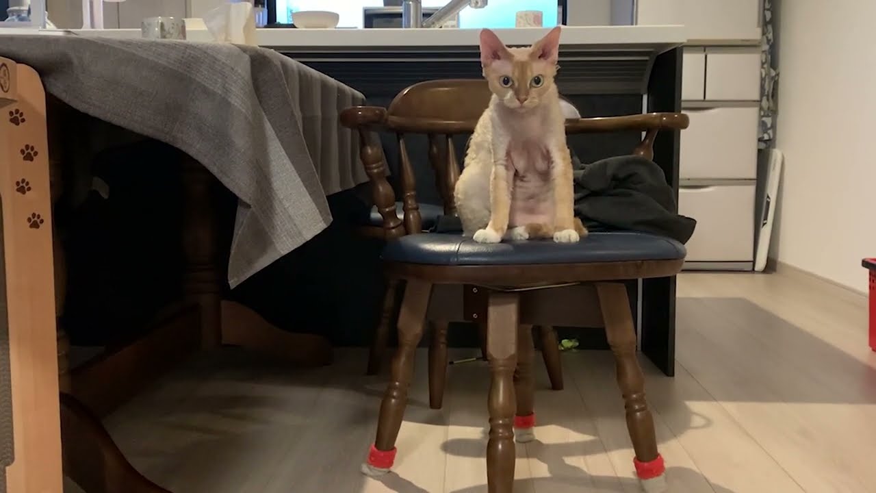 デボンレックス猫は私の椅子の上がお気に入りのようです(Devon Rex cat likes to stay on my chair)