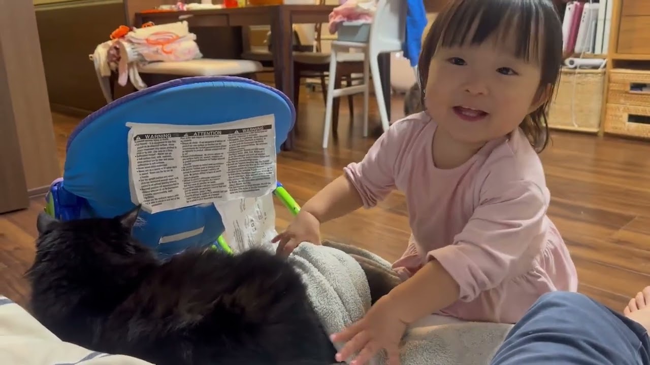 一歳児から交互に触られる猫 ノルウェージャンフォレストキャット ラガマフィンCats being touched alternately. Norwegian Forest CatRagamuffin
