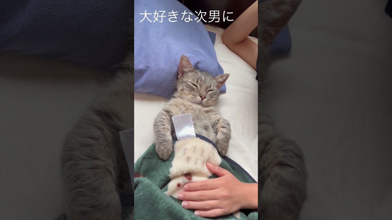 スクーカムのへちまくん寝かしつけ#スクーカム#こねこ＃へちま