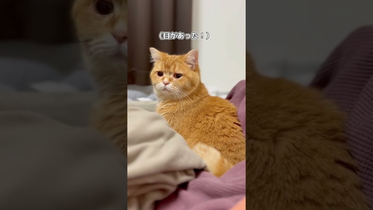 【まさかの反応w】ショックのあまり2日間寝込みました #shorts