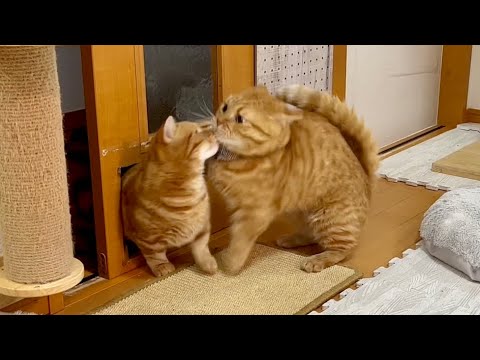 息子のちゃびくんと元気いっぱい運動会する茶々パパ #猫 #マンチカン