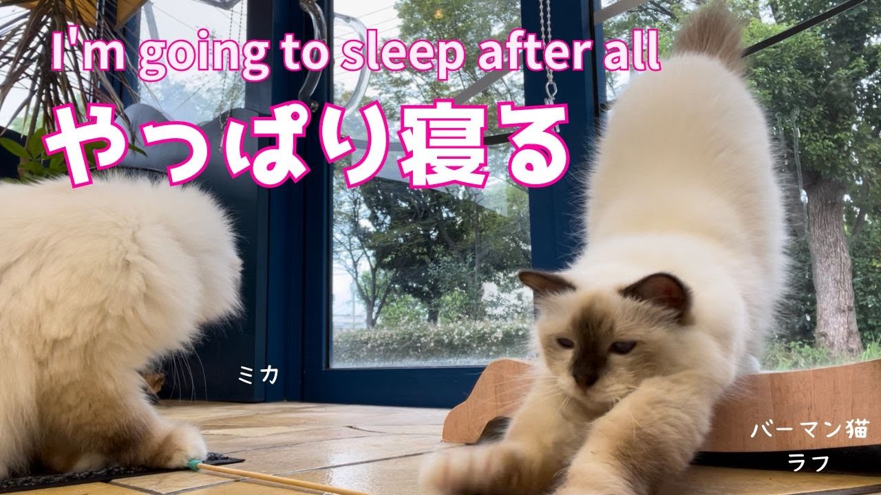 バーマン猫ラフとミカ【やっぱり寝る】I'm going to sleep after all（バーマン猫）Birman/Cat