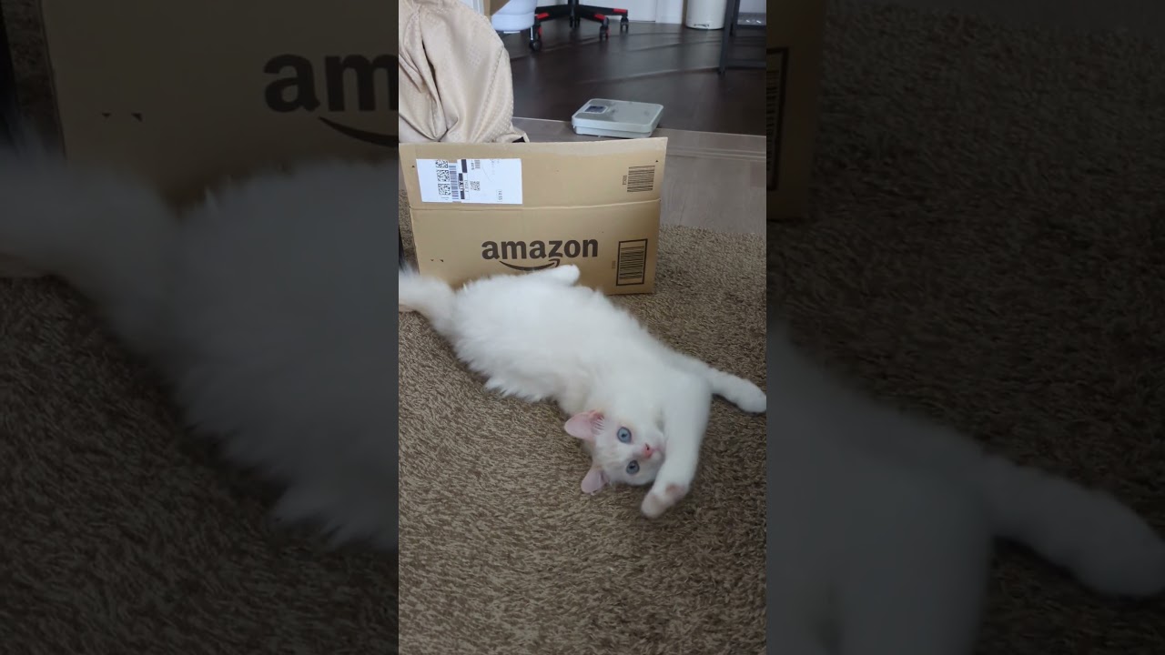 ごろごろ #cat #ラグドール #子猫 #猫ちゃん