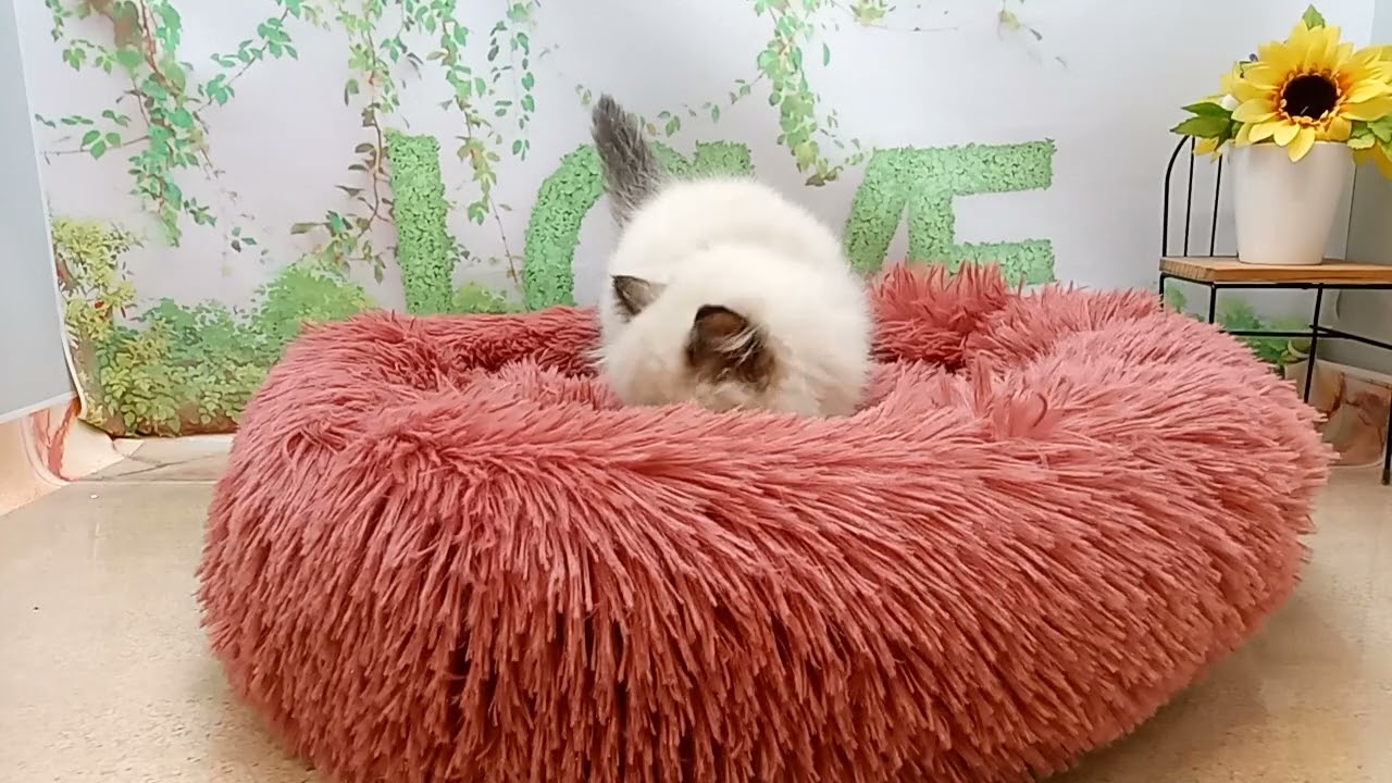 646461 ヒマラヤン