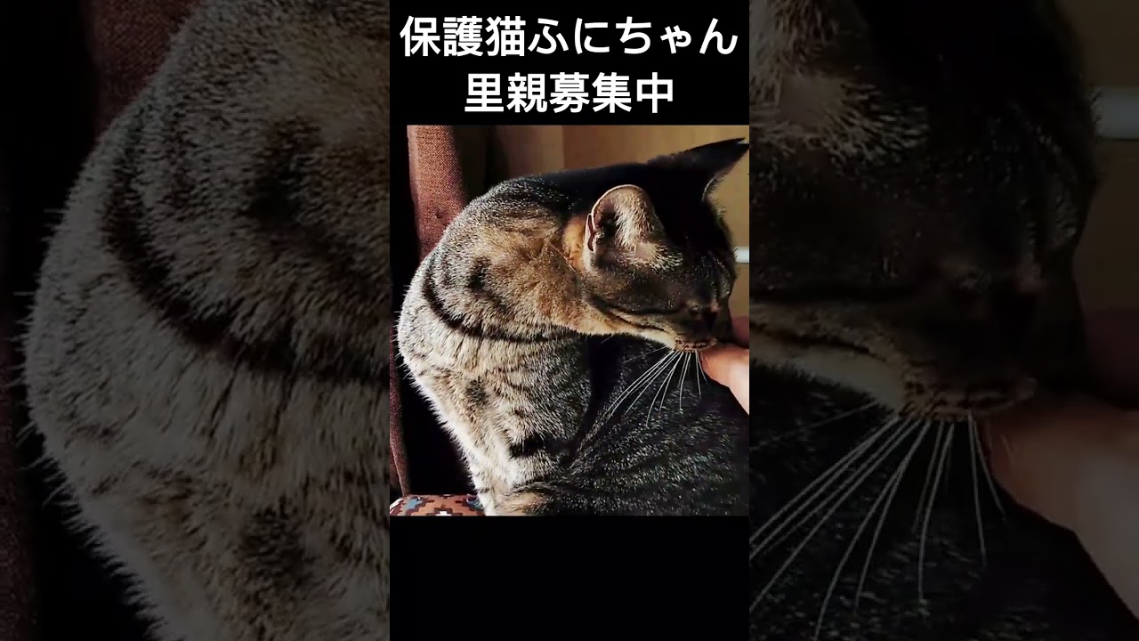 保護猫ふにちゃん里親募集中2023#shorts