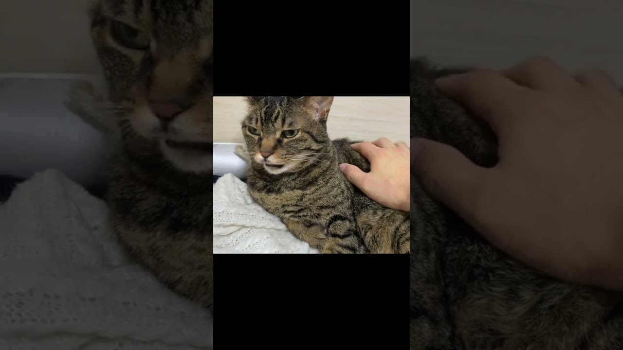 安易に凶暴猫に触った結果... #猫