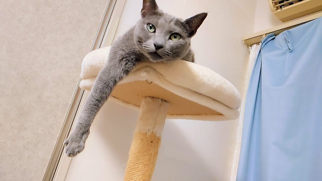 【猫動画】旦那の腕枕を上から狙うロシアンブルー【russianbule】Russian blue aiming at owner's arm pillow from above
