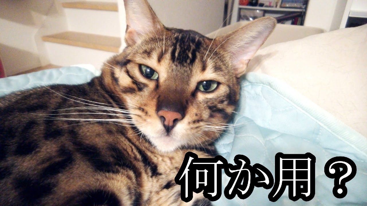 【ベンガル】寝起きで不機嫌な猫