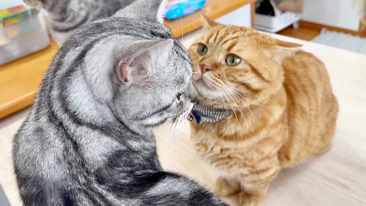 クロくんにはもう絶対ちょっかい出さない茶々パパ #猫 #マンチカン