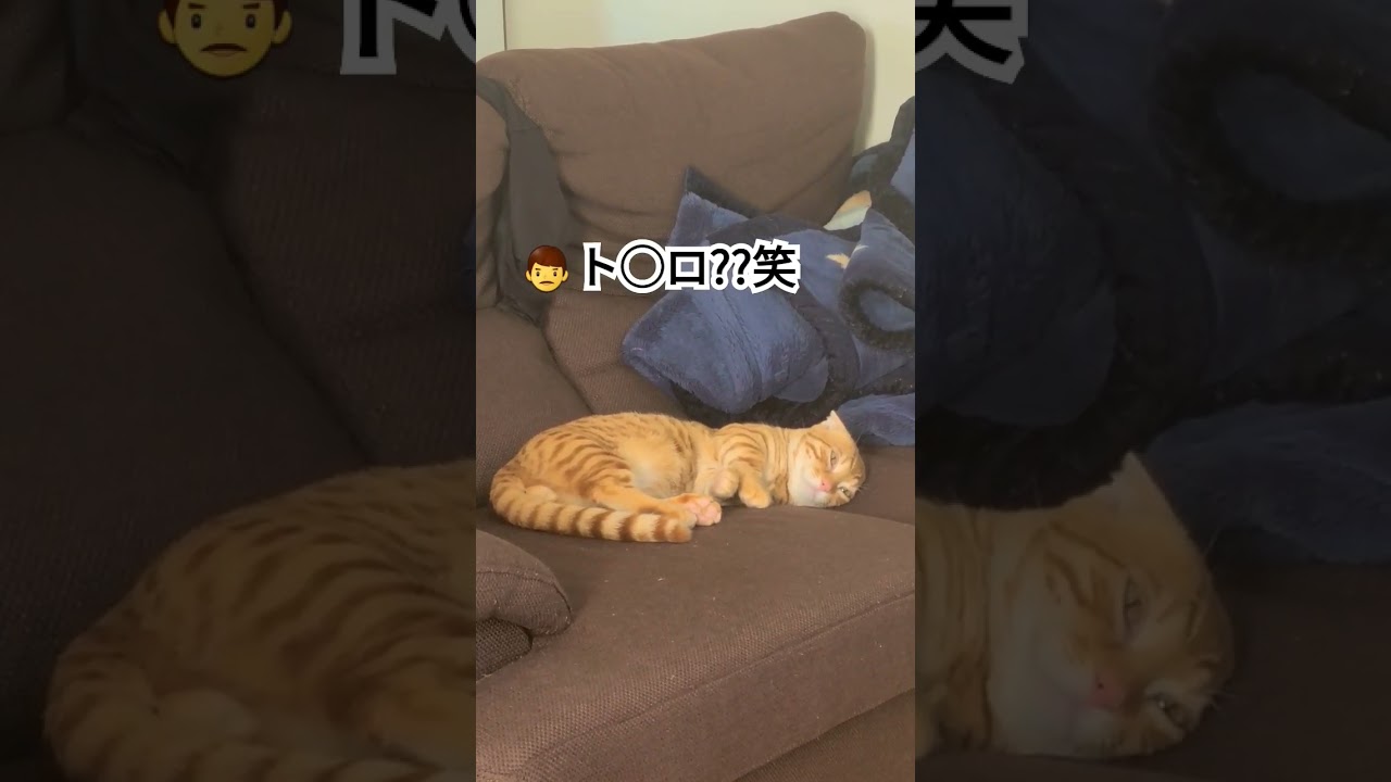 寝る直前、一瞬だけト◯ロみたいな顔になるコモ【コモドンの観察日記】 #キンカロー #猫 #cat