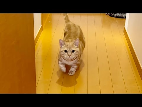 真剣な眼差しでトイレについてくるちゃーぼー #猫 #マンチカン