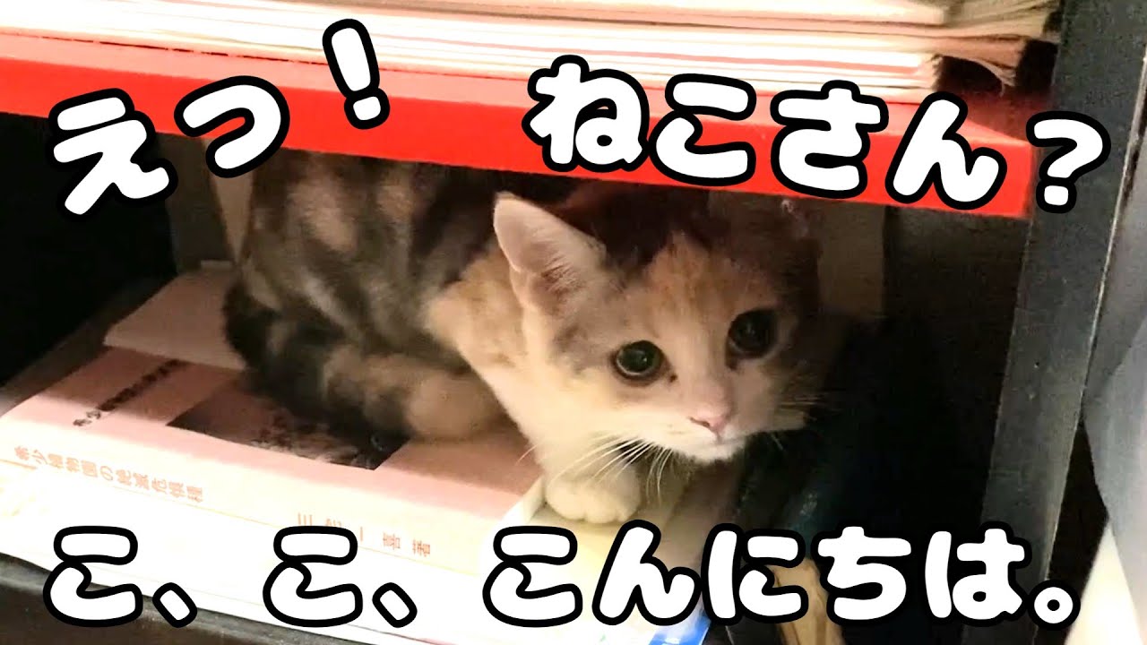 築70年超の空き家に住み着いた美人子猫を迎えに行ってみた