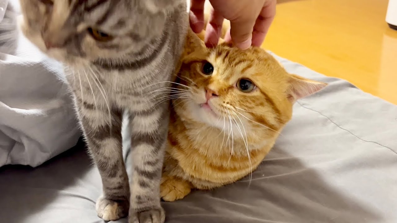 ぽちゃくんがマジギレ！？楽しく遊んでるところをぎんちゃんに邪魔されて… #猫 #マンチカン #猫の鳴き声