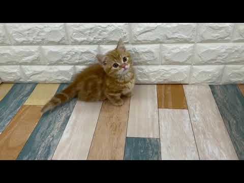 鶴見元宮 キンカロー