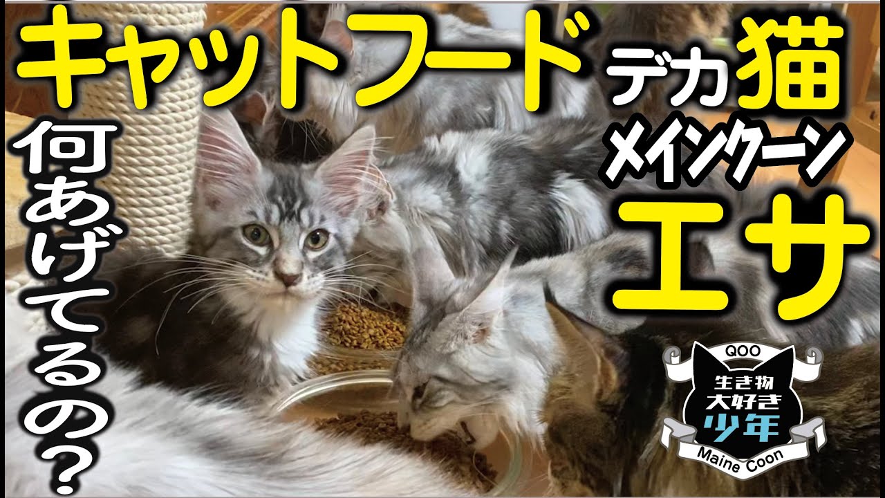 【メインクーン】大型猫のエサ、何あげてるの？キャットフード／ブリーダーおすすめの餌／乳酸菌