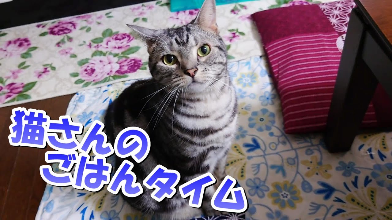 猫さんのごはんの時間（アメリカンショートヘア）